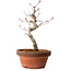 Acer palmatum, 29 cm, ± 12 Jahre alt, mit einem Wurzelhals von 3 cm
