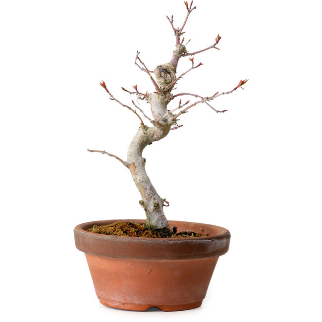 Acer palmatum, 29 cm, ± 12 Jahre alt, mit einem Wurzelhals von 3 cm