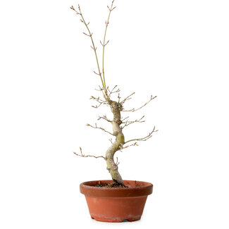Acer palmatum, 29 cm, ± 12 Jahre alt