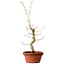 Acer palmatum, 29 cm, ± 12 Jahre alt, mit einem Wurzelhals von 3 cm