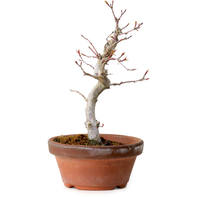 Acer palmatum, 29 cm, ± 12 Jahre alt, mit einem Wurzelhals von 3 cm