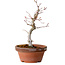 Acer palmatum, 29 cm, ± 12 Jahre alt, mit einem Wurzelhals von 3 cm