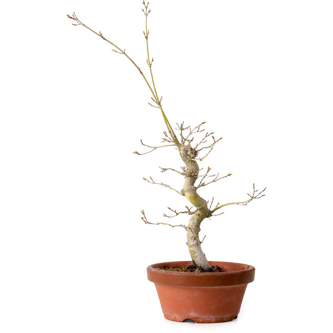 Acer palmatum, 29 cm, ± 12 Jahre alt, mit einem Wurzelhals von 3 cm