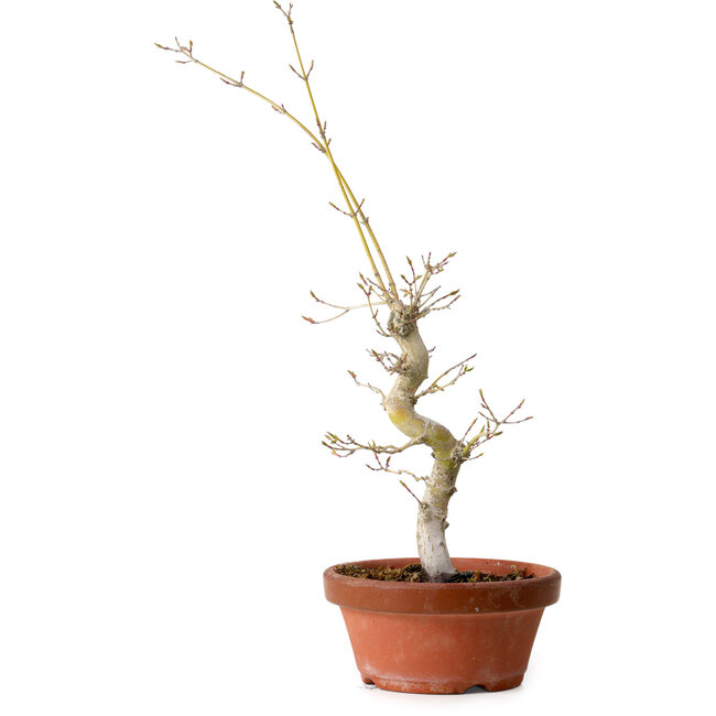 Acer palmatum, 29 cm, ± 12 Jahre alt, mit einem Wurzelhals von 3 cm