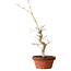 Acer palmatum, 29 cm, ± 12 Jahre alt, mit einem Wurzelhals von 3 cm