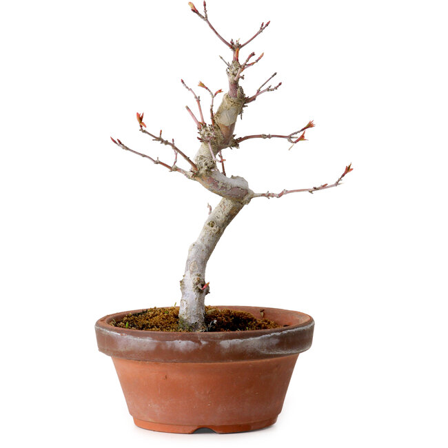 Acer palmatum, 29 cm, ± 12 Jahre alt, mit einem Wurzelhals von 3 cm