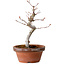 Acer palmatum, 29 cm, ± 12 Jahre alt, mit einem Wurzelhals von 3 cm