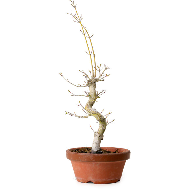 Acer palmatum, 29 cm, ± 12 Jahre alt, mit einem Wurzelhals von 3 cm