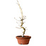 Acer palmatum, 29 cm, ± 12 Jahre alt, mit einem Wurzelhals von 3 cm