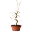 Acer palmatum, 29 cm, ± 12 Jahre alt, mit einem Wurzelhals von 3 cm