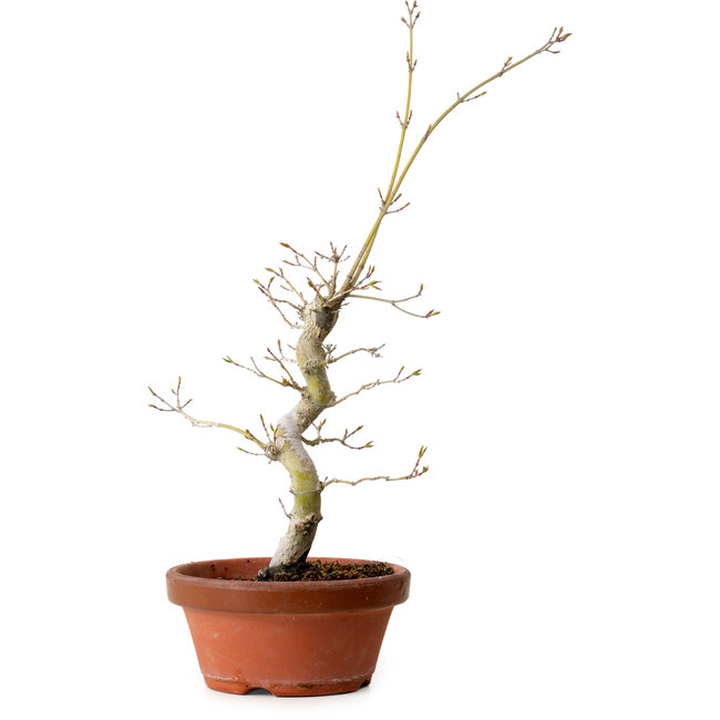 Acer palmatum, 29 cm, ± 12 Jahre alt, mit einem Wurzelhals von 3 cm