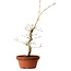 Acer palmatum, 29 cm, ± 12 Jahre alt, mit einem Wurzelhals von 3 cm