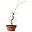 Acer palmatum, 29 cm, ± 12 Jahre alt, mit einem Wurzelhals von 3 cm