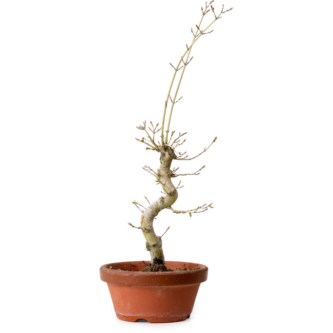 Acer palmatum, 29 cm, ± 12 Jahre alt, mit einem Wurzelhals von 3 cm