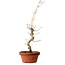 Acer palmatum, 29 cm, ± 12 Jahre alt, mit einem Wurzelhals von 3 cm