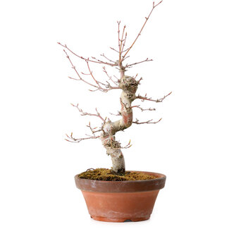 Acer palmatum, 29 cm, ± 12 jaar oud