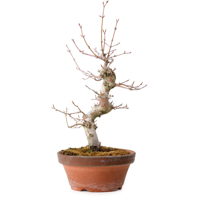 Acer palmatum, 29 cm, ± 12 jaar oud, met een nebari van 3 cm