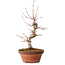 Acer palmatum, 29 cm, ± 12 jaar oud, met een nebari van 3 cm