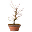 Acer palmatum, 29 cm, ± 12 jaar oud, met een nebari van 3 cm