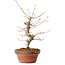 Acer palmatum, 29 cm, ± 12 jaar oud, met een nebari van 3 cm