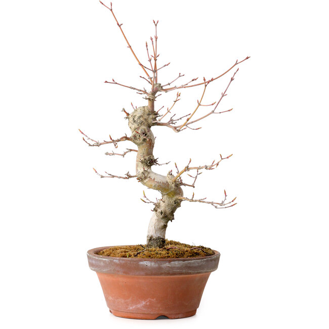 Acer palmatum, 29 cm, ± 12 jaar oud, met een nebari van 3 cm