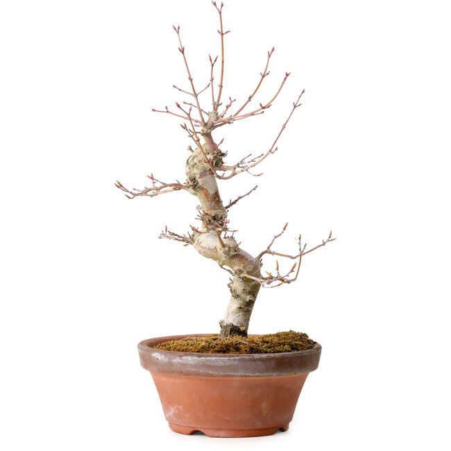 Acer palmatum, 29 cm, ± 12 jaar oud, met een nebari van 3 cm