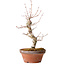 Acer palmatum, 29 cm, ± 12 jaar oud, met een nebari van 3 cm