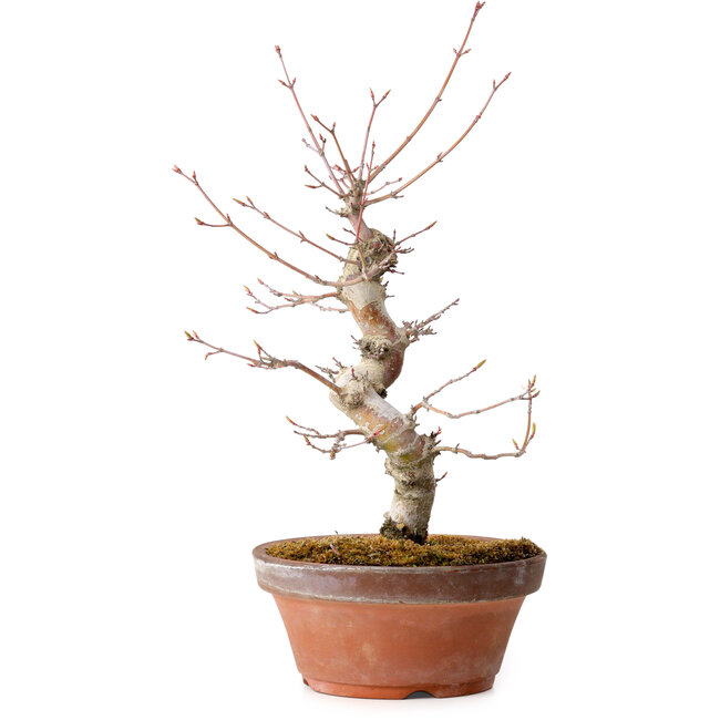 Acer palmatum, 29 cm, ± 12 jaar oud, met een nebari van 3 cm