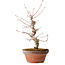 Acer palmatum, 29 cm, ± 12 jaar oud, met een nebari van 3 cm