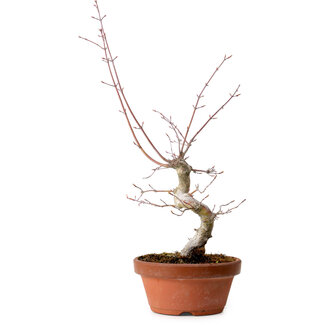 Acero palmato, 29 cm, ± 12 anni