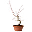 Acer palmatum, 29 cm, ± 12 years old, with a nebari of 3 cm