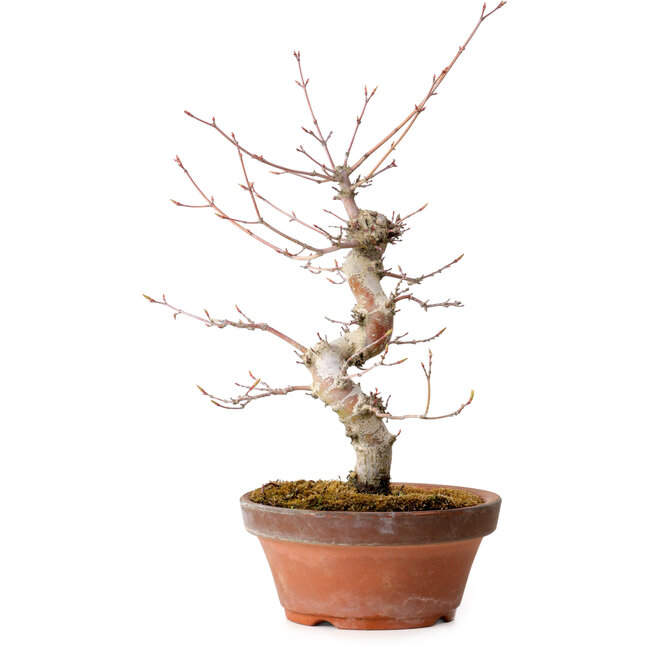 Acer palmatum, 29 cm, ± 12 jaar oud, met een nebari van 3 cm