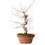 Acer palmatum, 29 cm, ± 12 jaar oud, met een nebari van 3 cm