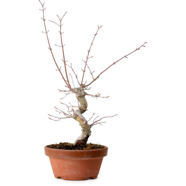 Acer palmatum, 29 cm, ± 12 jaar oud, met een nebari van 3 cm
