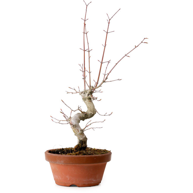 Acer palmatum, 29 cm, ± 12 años, con un nebari de 3 cm