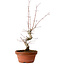 Acer palmatum, 29 cm, ± 12 Jahre alt, mit einem Wurzelhals von 3 cm