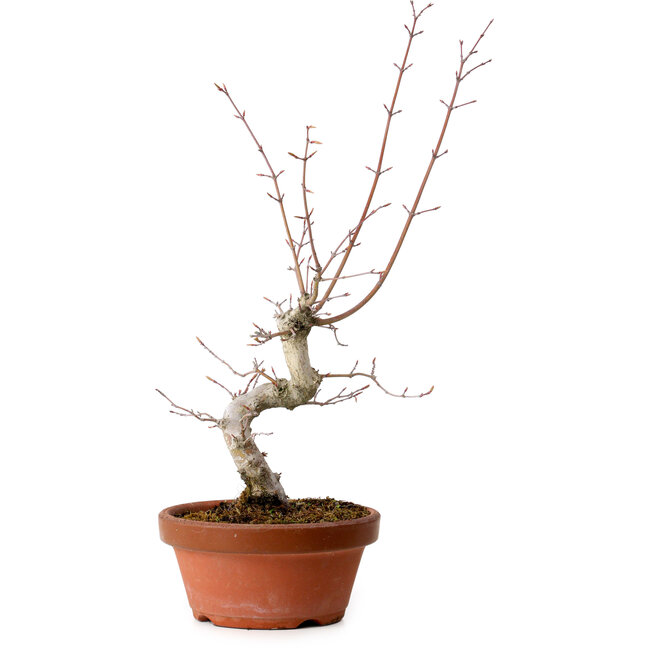 Acer palmatum, 29 cm, ± 12 jaar oud, met een nebari van 3 cm