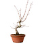 Acer palmatum, 29 cm, ± 12 ans, avec un nebari de 3 cm