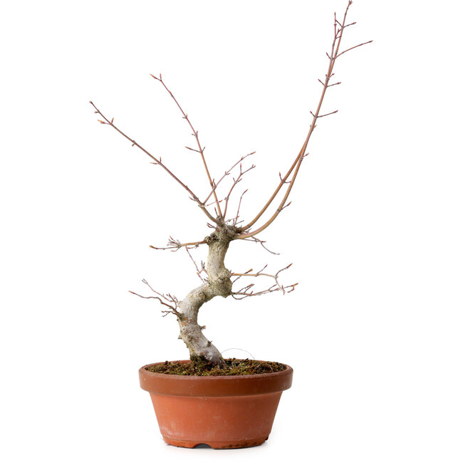 Acer palmatum, 29 cm, ± 12 years old, with a nebari of 3 cm