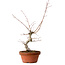 Acer palmatum, 29 cm, ± 12 Jahre alt, mit einem Wurzelhals von 3 cm
