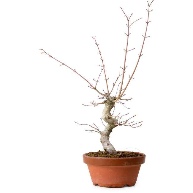 Acer palmatum, 29 cm, ± 12 Jahre alt, mit einem Wurzelhals von 3 cm