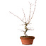Acer palmatum, 29 cm, ± 12 ans, avec un nebari de 3 cm