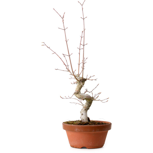 Acer palmatum, 29 cm, ± 12 years old, with a nebari of 3 cm