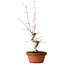 Acer palmatum, 29 cm, ± 12 Jahre alt, mit einem Wurzelhals von 3 cm