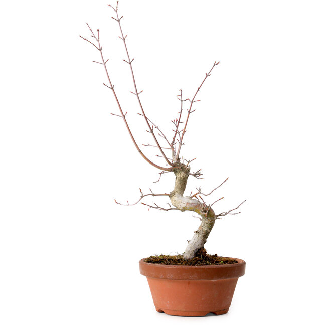 Acer palmatum, 29 cm, ± 12 Jahre alt, mit einem Wurzelhals von 3 cm