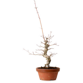 Acero palmato, 29 cm, ± 12 anni