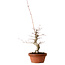 Acer palmatum, 29 cm, ± 12 anni, con nebari di 3 cm