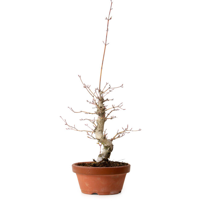 Acer palmatum, 29 cm, ± 12 anni, con nebari di 3 cm