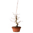 Acer palmatum, 29 cm, ± 12 Jahre alt, mit einem Wurzelhals von 3 cm
