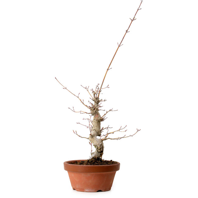 Acer palmatum, 29 cm, ± 12 jaar oud, met een nebari van 3 cm